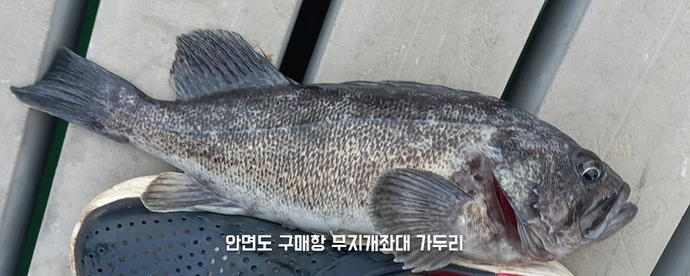 계절관계없이나오는우럭낚시.jpg