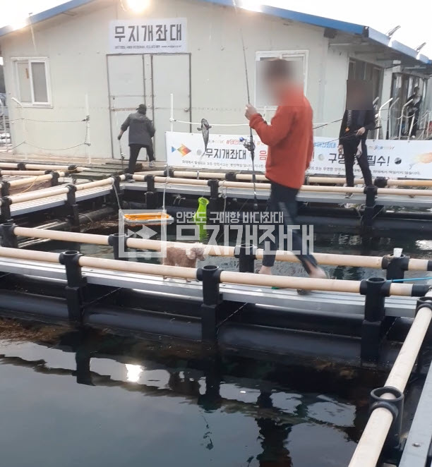 5월24일 - 태안자연식낚시 좌대조황(우럭 3짜) 최근우럭낚시