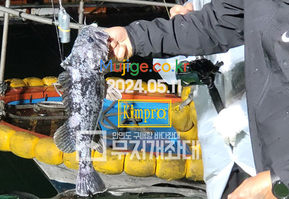05-11 괴물우럭, 개우럭 (무지개좌대 최고 사이즈)