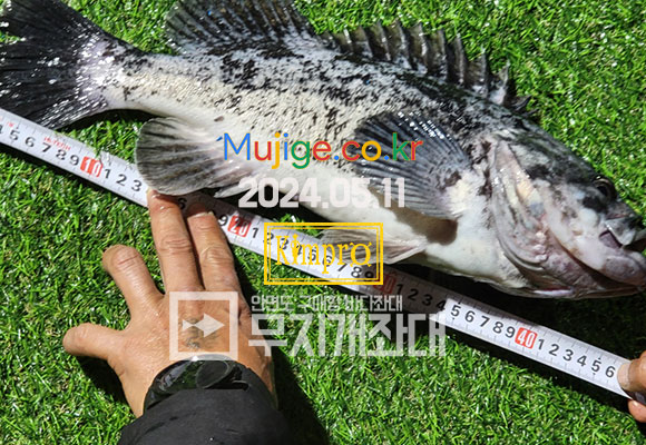 05-11 괴물우럭, 개우럭 (무지개좌대 최고 사이즈)