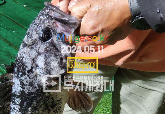 05-11 괴물우럭, 개우럭 (무지개좌대 최고 사이즈)