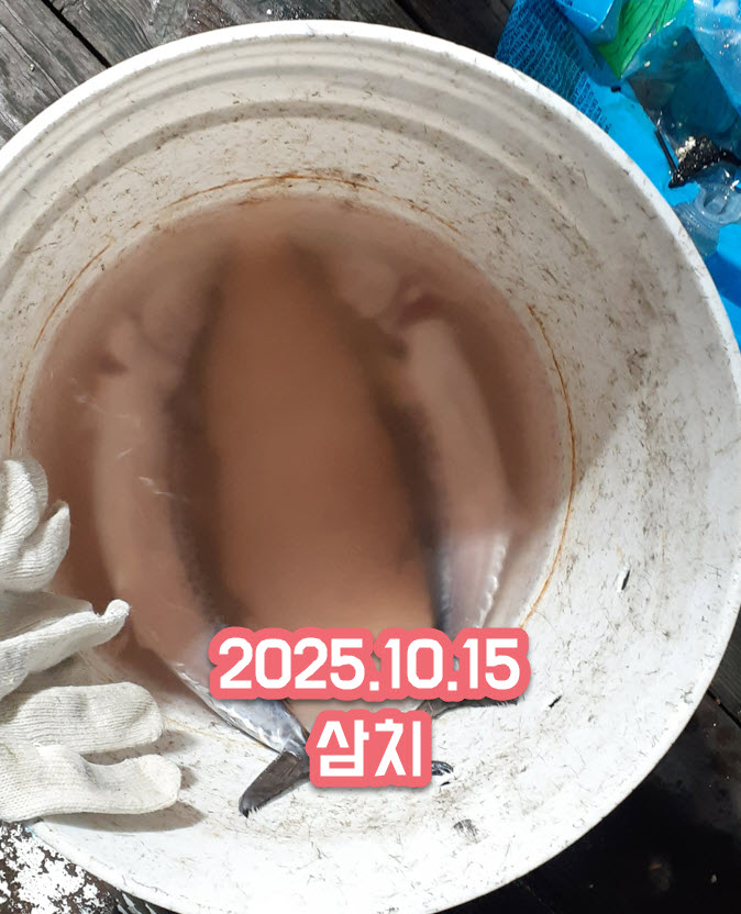 안면도 삼치좌대1.jpg 1015 태안 무지개좌대 조황 - 가을 어종 모두 출현